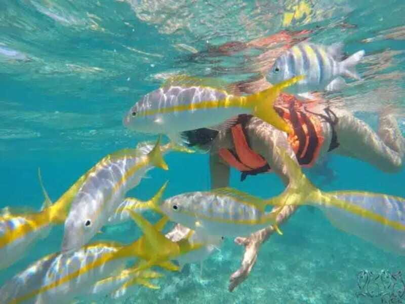 Puerto Morelos: Snorkeling at The National Reef Park - Reef rules and why sunscreen is banned here