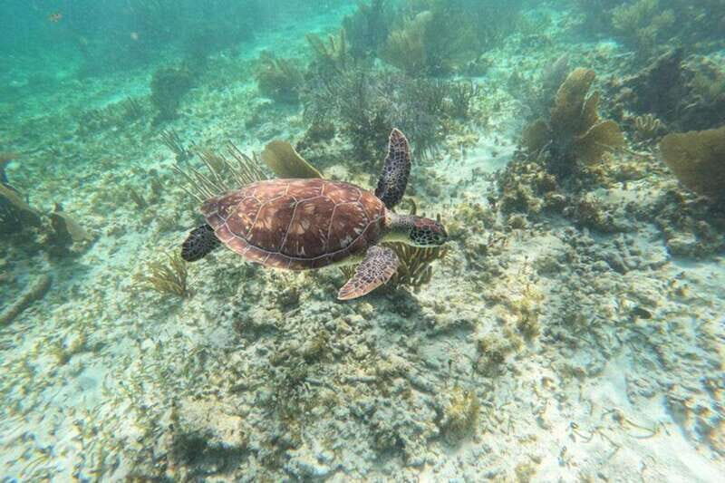 Puerto Morelos: Snorkeling Guided Activity - Reef time: how the two snorkeling spots change what you notice