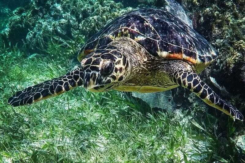 Puerto Morelos: Snorkeling Guided Activity - Equipment quality: what “included gear” should mean for you