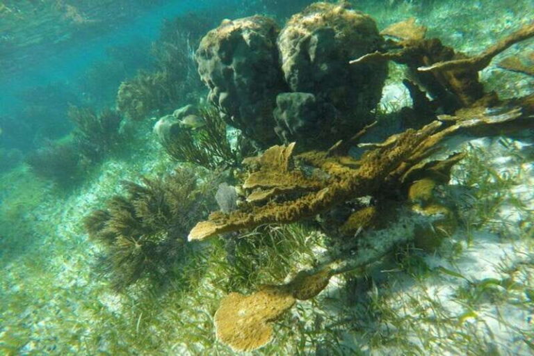 Puerto Morelos: Snorkeling Guided Activity - The 2-hour flow: what happens before you hit the reef