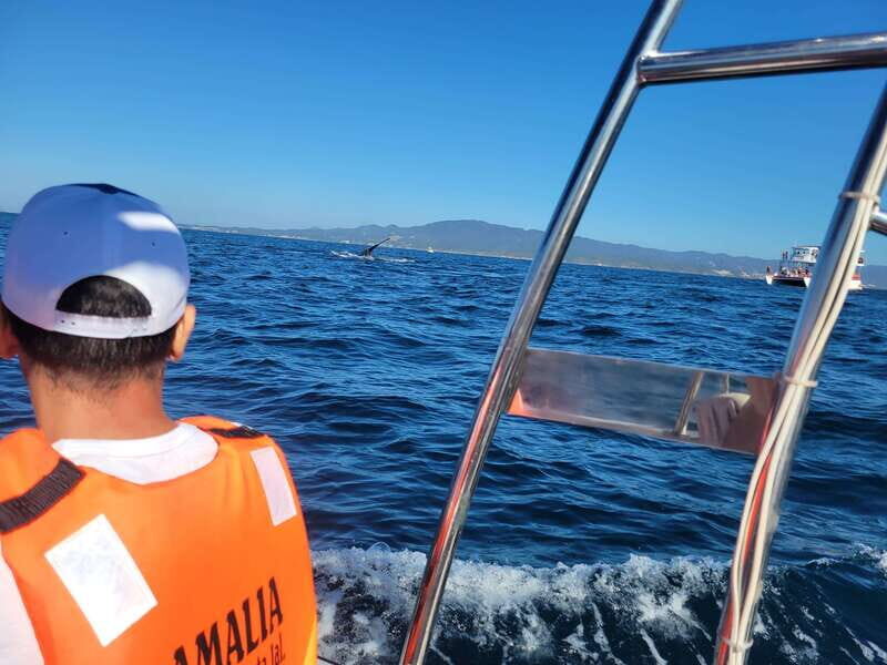 Puerto Vallarta: 3-Hour Whale Watching and Snorkeling - Humpback Whales in Puerto Vallarta: What Makes This Trip Worth It