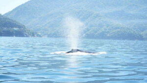 Puerto Vallarta: 3-Hour Whale Watching and Snorkeling - Boarding at the Marina Lobby: The Part Everyone Forgets to Plan