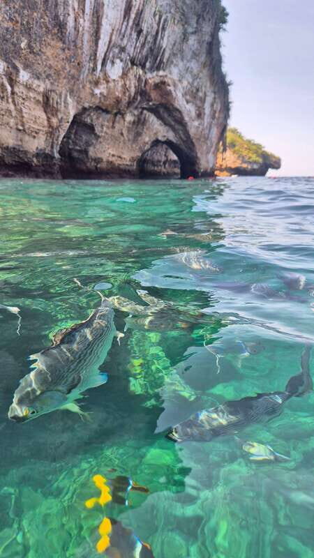 Puerto Vallarta: 3-Hour Whale Watching and Snorkeling - Snorkeling Expectations: The Part You Must Confirm Before You Commit