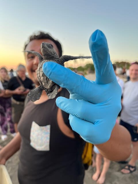 Puerto Vallarta: Baby Turtle Release in Conservation Area - Key things to know before you go