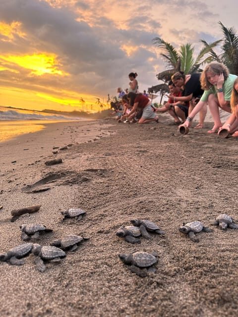 Puerto Vallarta: Baby Turtle Release in Conservation Area - The practical stuff nobody wants to think about: what to bring and what to skip