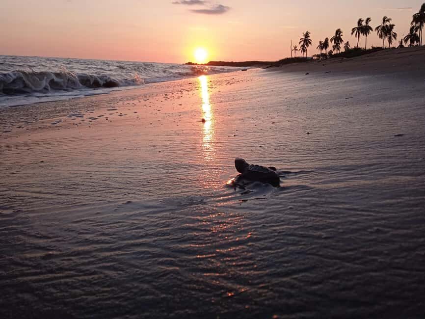 Puerto Vallarta: Baby Turtle Release in Conservation Area - The first walk: 15 minutes that sets the tone