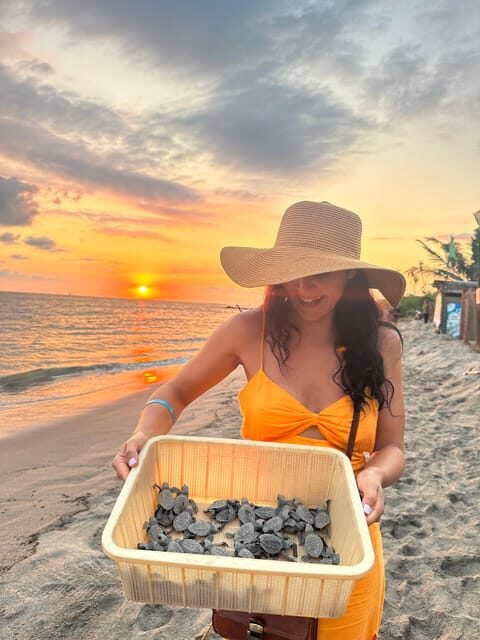 Puerto Vallarta: Baby Turtle Release in Conservation Area - The 45-minute campsite class: olive ridley basics you’ll actually use