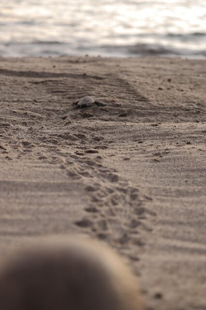 Puerto Vallarta: Baby Turtle Release in Conservation Area - Wildlife viewing: the calm break between eggs and ocean