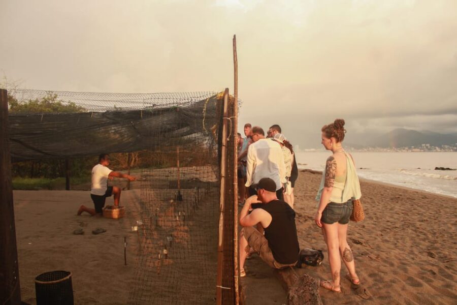 Puerto Vallarta: Baby Turtle Release in Conservation Area - The sunset hatch moment: why late day changes the whole experience