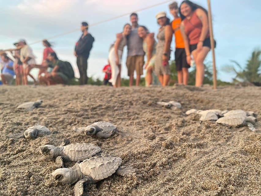 Puerto Vallarta: Baby Turtle Release in Conservation Area - Photos, water, and the $40 value question