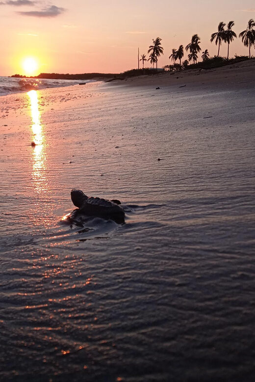 Puerto Vallarta: Baby Turtle Release in Conservation Area - Getting to the meeting point at Paseo Bocanegra: the part you shouldn’t rush