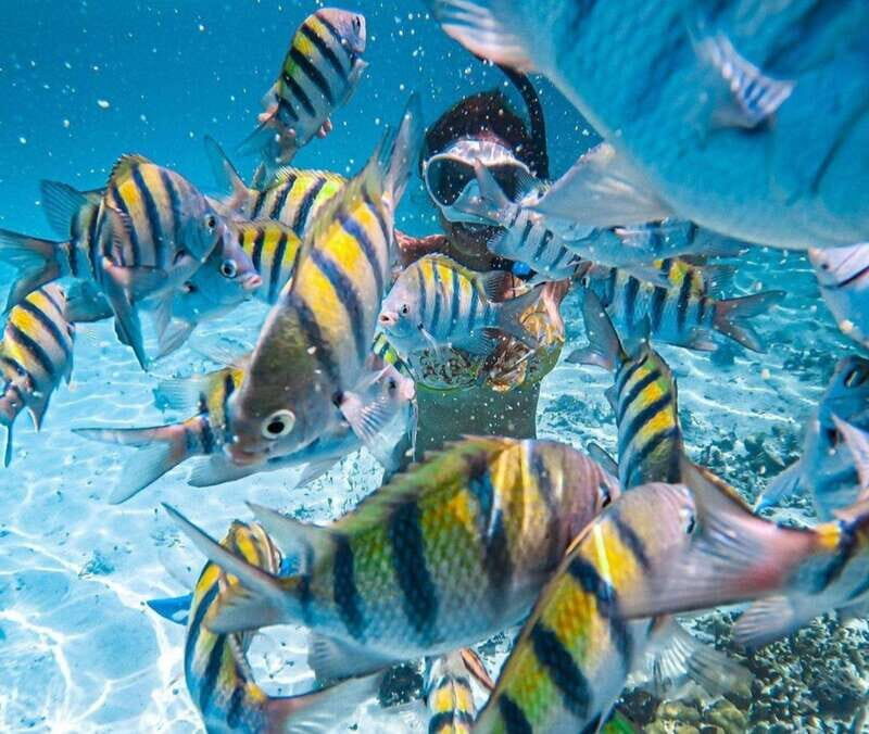 Puerto Vallarta: Los Arcos Islands Boat Tour and Snorkeling - The ride to Mismaloya: an easy step that can feel long in heat