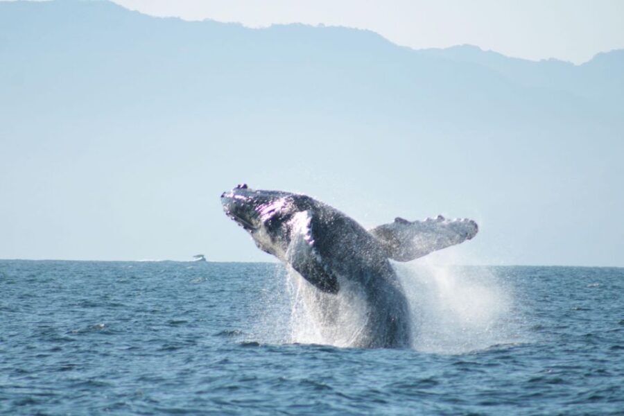 Puerto Vallarta: Mega Yacht Whale Watching Sunset Cruise - The Sunset Hour on a Mega Yacht: Views, Music, and Deck Energy