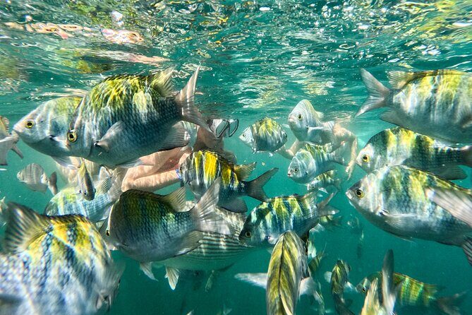 Puerto Vallarta: Tropical Fish Snorkeling and Zipline Tour - Key highlights I think you’ll care about