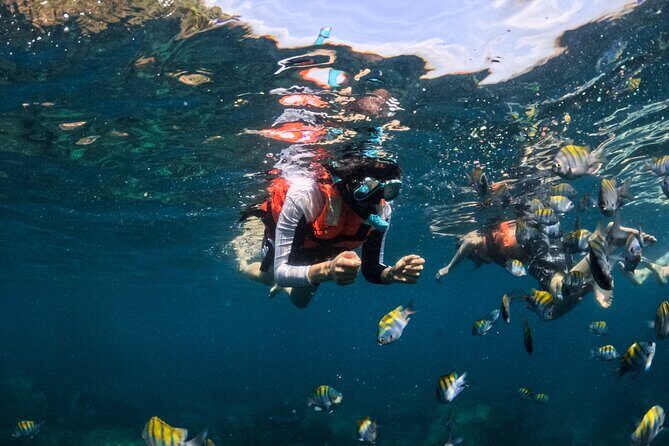 Puerto Vallarta: Tropical Fish Snorkeling and Zipline Tour - Las Ánimas Adventure Park: zipline, bridges, and climbing options
