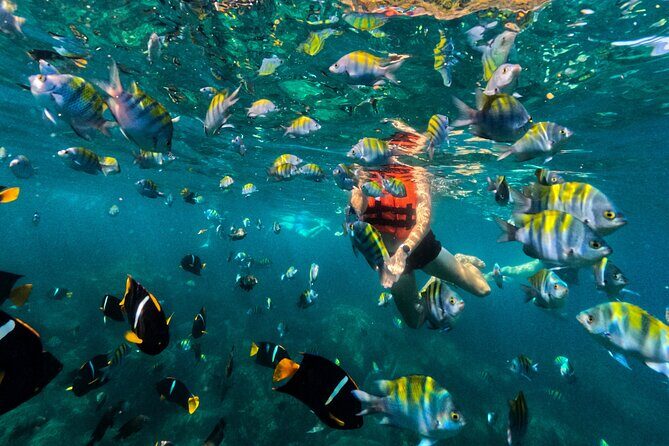 Puerto Vallarta: Tropical Fish Snorkeling and Zipline Tour - Price and value: what $53.73 buys you in real terms