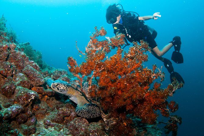 Puerto Vallarta Undersea Private Scuba Diving - Who Should Book This Private Puerto Vallarta Scuba Trip?