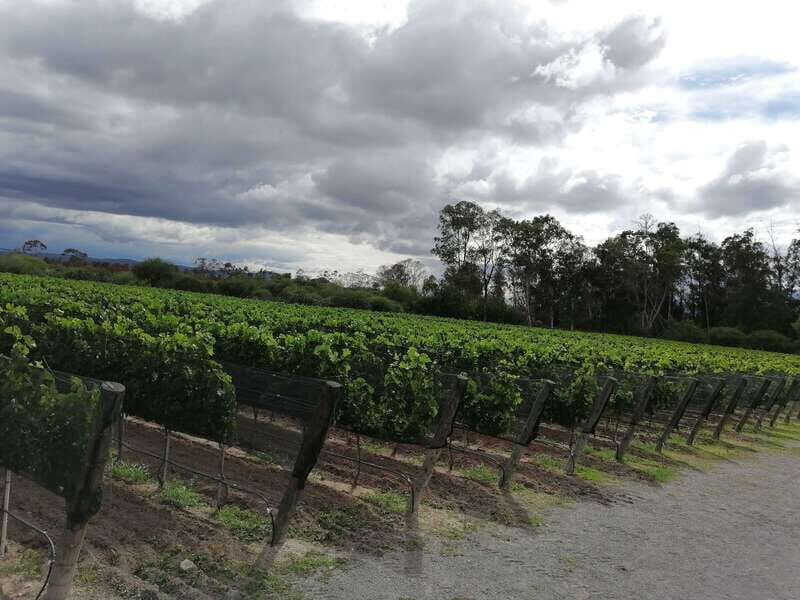 Querétaro: Haciendas, Vineyards, and Magical Towns Day Trip - Tequisquiapan: La Pila Square, Craft Shopping, and a Walking-Friendly Break