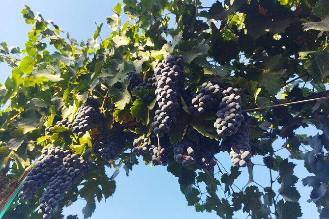 Quiero mas vino, valle de Guadalupe Tours - Stop One: Bodegas Magoni and Your First Tasting Anchor