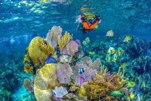 Reef Snorkel In National Park In Puerto Morelos With Lunch And Transportation - Price and value: what $44.25 covers (and what it doesn’t)