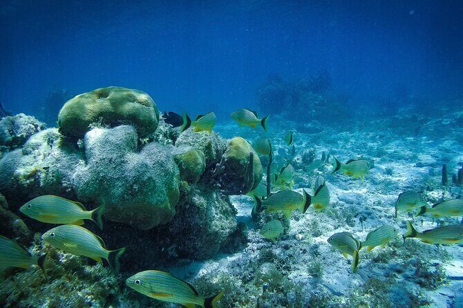 Reef Snorkel In National Park In Puerto Morelos With Lunch And Transportation - Who this tour fits best (and who should skip it)