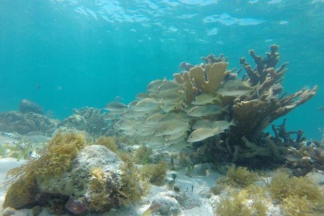 Reef Snorkeling & Jungle Speedboat Adventure with Mayan Ceremony - The Mayan Ceremony: Cultural Performance, and a Watch-Out for Comfort