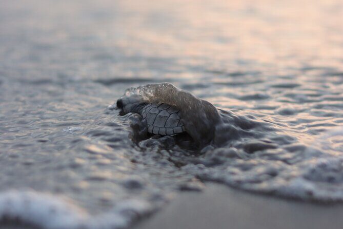 Release of Sea Turtles in Camp Tortuguero - Key highlights you’ll feel immediately