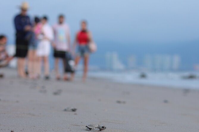 Release of Sea Turtles in Camp Tortuguero - Meeting point and getting to the action near Marina Vallarta