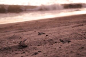 Release of Sea Turtles in Camp Tortuguero - Stop 1 at the meeting point: meeting your guide and heading out