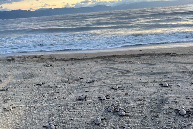 Release of Sea Turtles in Camp Tortuguero - Stop 2 at Playa Boca de Tomates: the education talk that makes the release matter