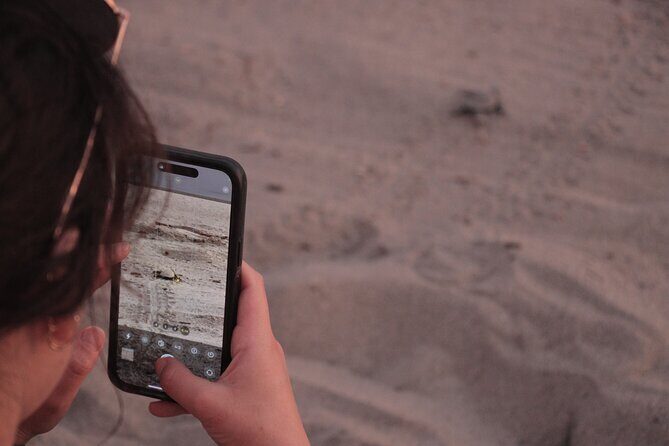 Release of Sea Turtles in Camp Tortuguero - Wildlife bonus: crocodiles, mangroves, and safe viewing