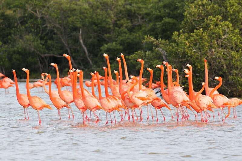Rio Lagartos and Las Coloradas: EcoSafari Flamingo classic - Rio Lagartos + Las Coloradas in 2 hours: the best way to “hit the highlights”
