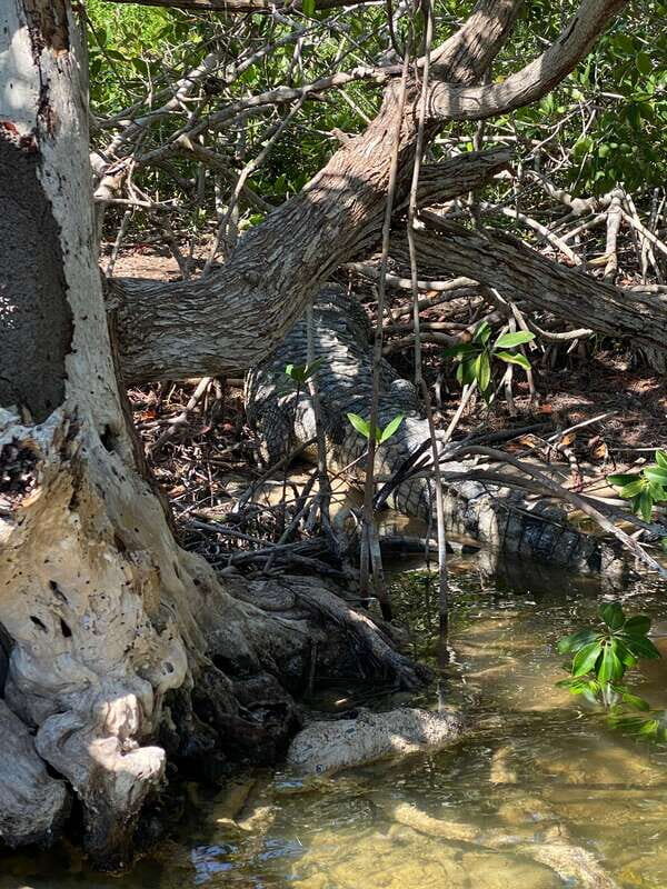 Rio Lagartos and Las Coloradas: EcoSafari Flamingo classic - Crocodile watching without the nonsense