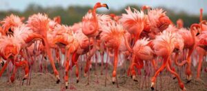 Rio Lagartos and Las Coloradas: Safari Flamingo Luxury - Mangrove Channels and Bird-Watching Stops That Feel Like a Hunt (In a Good Way)