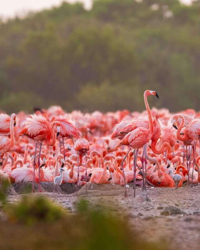 Rio Lagartos and Las Coloradas: Safari Flamingo Luxury - Flamingos in Their Wetland Zone: More Than a Pink Photo Moment