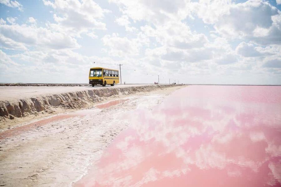 Rio Lagartos and Las Coloradas: Safari Flamingo Luxury - Price and Value: 2,300 MXN Per Group (1–6), Not Per Person
