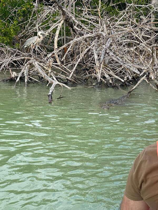 Río Lagartos and Las Coloradas: Wildlife Natural Experience - Crocodile watching in the natural habitat (with the right kind of caution)