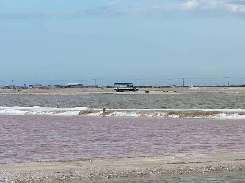 Río Lagartos and Las Coloradas: Wildlife Natural Experience - Flamingos in Las Coloradas: yes, it’s pink, but it’s also behavior