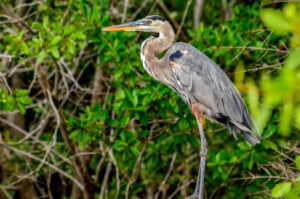 Rio Lagartos: Boat Tour through the Nature Reserve - Getting the timing right: 2.5 hours on the water