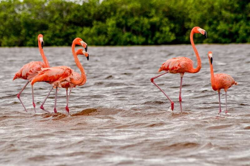 Rio Lagartos: Boat Tour through the Nature Reserve - Flamingo feeding areas: what you’ll actually be trying to see