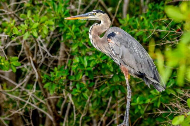 Rio Lagartos: Boat Tour through the Nature Reserve - Getting the timing right: 2.5 hours on the water