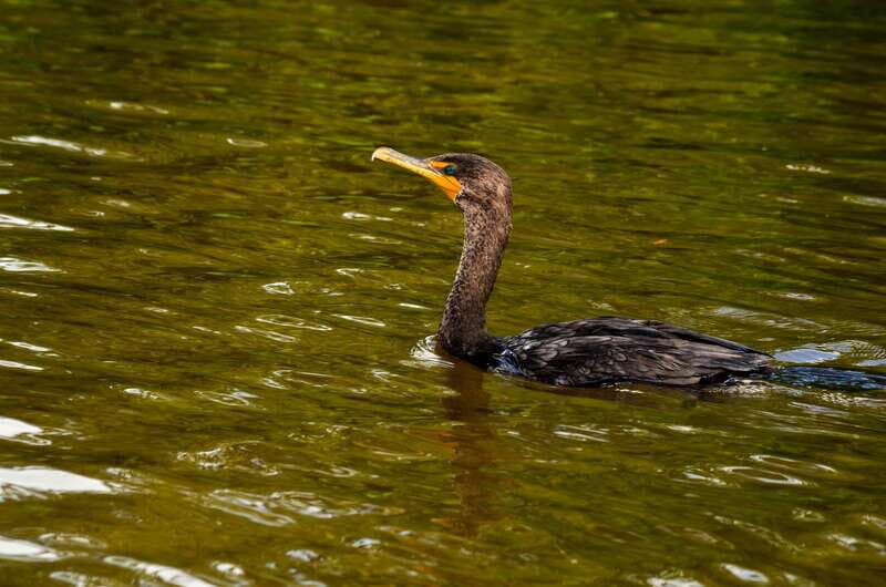 Rio Lagartos: Boat Tour through the Nature Reserve - Price and value: what $87 buys you (and what it doesn’t)