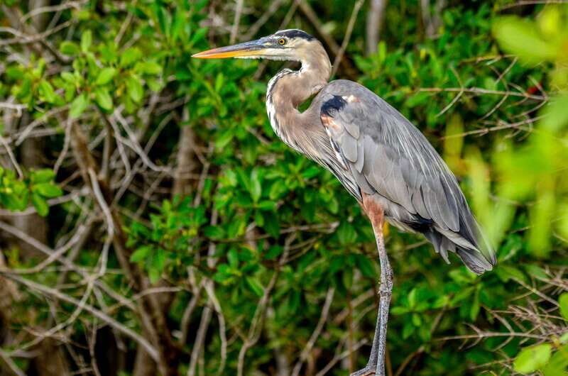 Rio Lagartos: Boat Tour through the Nature Reserve - Getting the timing right: 2.5 hours on the water