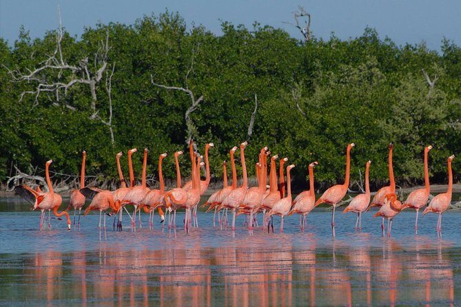 Rio Lagartos guided boat tour- Ek Balam from Valladolid - UNESCO Ría Lagartos: the boat ride setup that makes wildlife possible