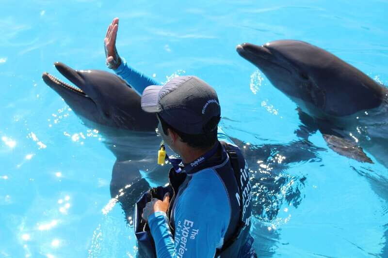 Riviera Maya: Dolphin Encounter with Beach Club Access - Maroma Beach Club: the other half of the value