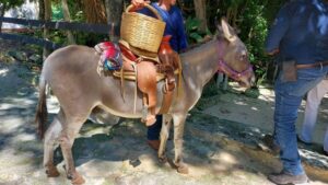 Riviera Maya: Horseback Riding at Rancho Bonanza - Getting matched with your horse (and why that matters)