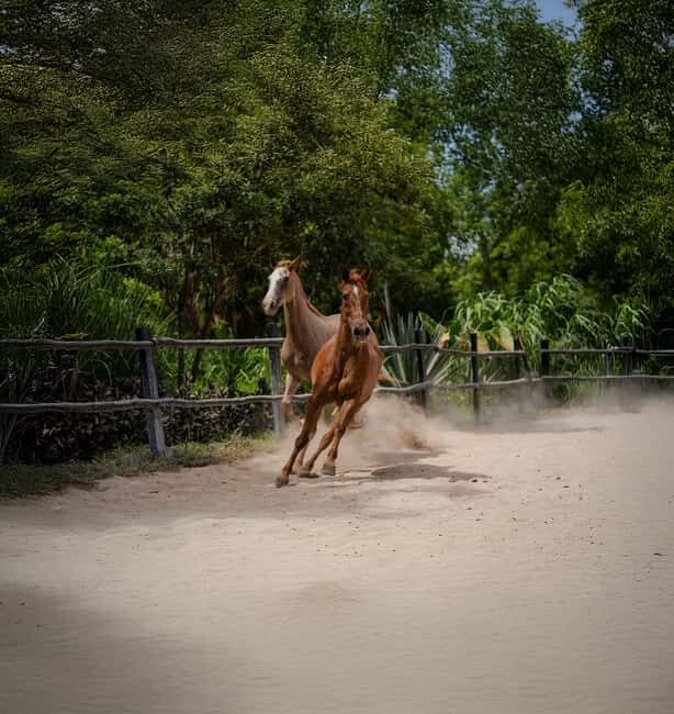 Riviera Maya: Horseback Riding at Rancho Bonanza - The Melipona honey tasting and natural chewing gum lesson