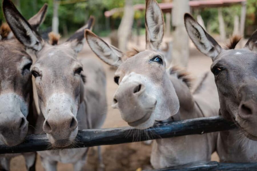 Riviera Maya: Horseback Riding at Rancho Bonanza - What’s included, what costs extra, and how price makes sense here