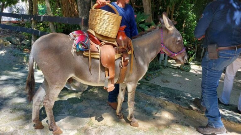 Riviera Maya: Horseback Riding at Rancho Bonanza - Getting matched with your horse (and why that matters)