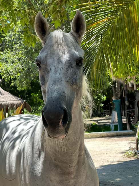 Riviera Maya: Horseback Riding at Rancho Bonanza - Who should book (and who should skip) this Rancho Bonanza ride